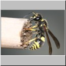 Ancistrocerus nigricornis - Lehmwespe 14.jpg